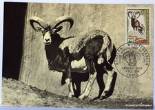CPA  MAXIMUM POSTCARD MOUFLON  1969  1613