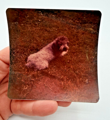 Vintage Found Dog Photo Poodle Named Tom Cute Sepia Retro Pet Lover Ephemera