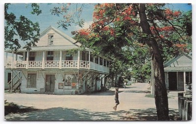 Vintage 1966 Key West Florida Lane Royal Poinciana Trees Chrome Postcard