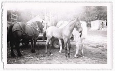 Vintage Black & White Snapshot Horses Farm Scene Deckle Edge Photo