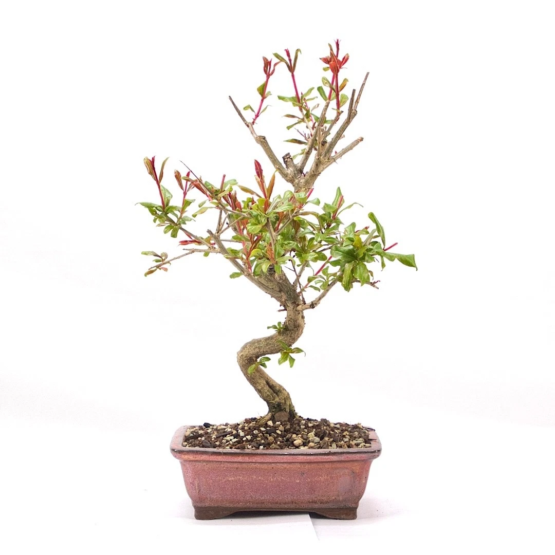 Bonsai Granatapfel online kaufen | eBay.de