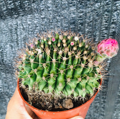 1pc Gymnocalycium anisitsii Cristata cactus Succulent Home Bonsai | eBay