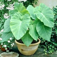 5 Taro Bulbs: Green Elephant Ear Plants. Colocasia Esculenta, Cocoyam Bulbs