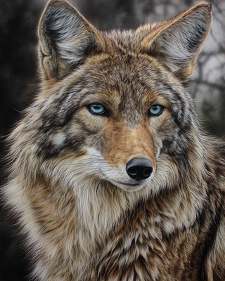 8x10 Wolf Portrait Snow Illustration - 537604858