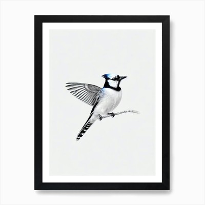 Blue Jay schwarzweiß Bleistiftzeichnung 1 Vogel gerahmt Wandbild Poster Leinwanddruck Bild