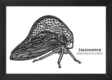 Treehopper Archasia Pallod Framed Wall Art Poster Canvas Print Picture