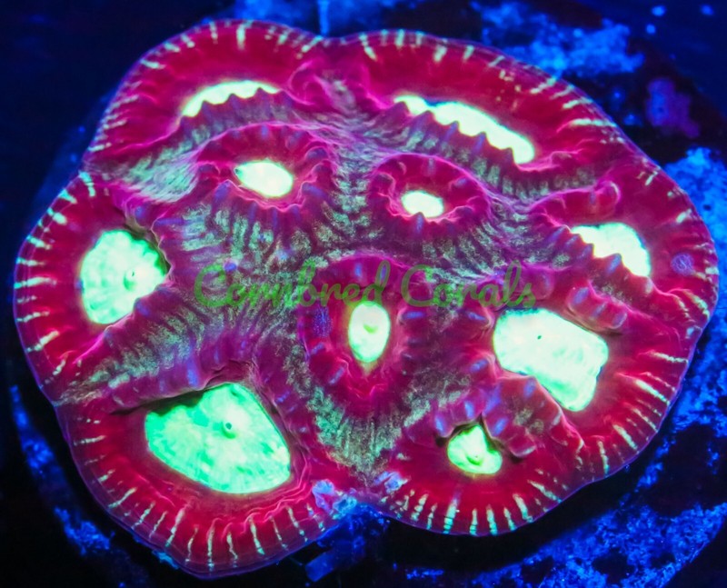Cornbred's Armageddon Favia - Frag - LIVE CORAL