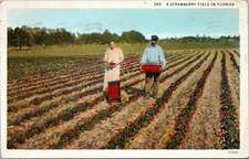 postcard - A Strawberry Field in Florida - Posted Frostproof 1942
