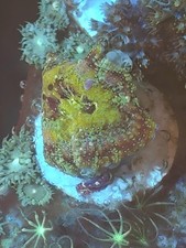 zoas Frag Marine Aquarium