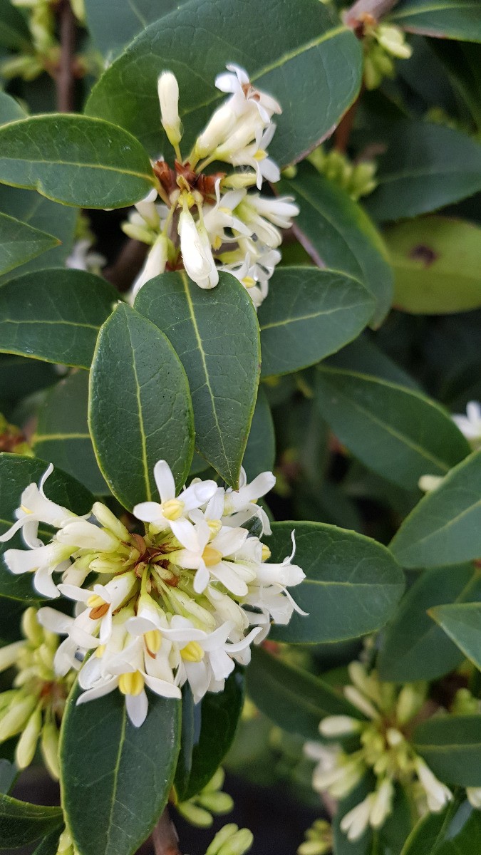 Osmanthus x burkwoodii Osmanthe Persistant pour Jardin Ombragé et Haie
