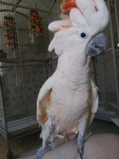 Support a Bird for a month at Unity Animals Sanctuary