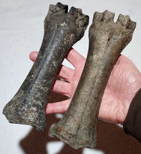 Bison Metacarpal Pair of Cannon Bone Fossils from Ice Age