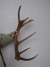 Geweihstange. Abwurfstange Rothirsch. 70cm. 1775 Gramm.