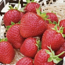 100 Graines De Fraise CHARLOTTE De Mon Jardin RARE !!! Méthode Bio