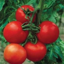 50 Seeds Cobra Tomato Planting Easy Tomatoe Vegetable Garden