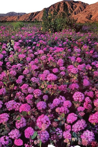 Semi Di Verbena Ibrida 'Paradiso Utile' - Miscela Profumata, Annuale, SPERLI 87328