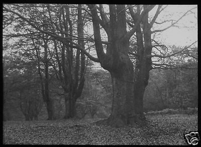 Glas Zauber Laterne Dia MÖNCH HOLZ EPPING FOREST NR2 UM 1890 FOTO ESSEX BÄUME
