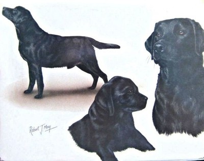Retired Dog Breed LAB RETRIEVER BLK FAMILY Softcover Address Book