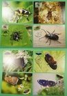 DR WHO TAIWAN CHINA 8 FDC MAXIMUM CARD BUTTERFLY/INSECT R63124
