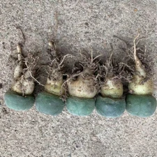 2.5-3cm Succulent Cactus Plant Home Garden Beautiful Cacti Plants 