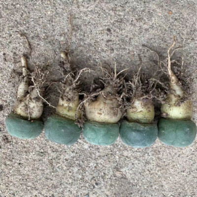 2.5-3cm Succulent Cactus Plant Home Garden Beautiful Cacti Plants 