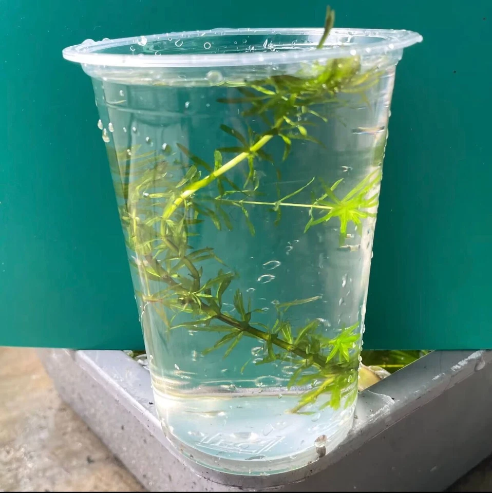 Hydrilla Tree, 150g+- per pack (ASFARM) - Image 2 of 4