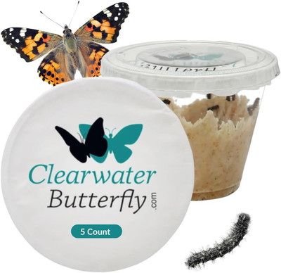 Live Butterfly Growing Kit 5 Caterpillars STEM Life Cycle Science Kit