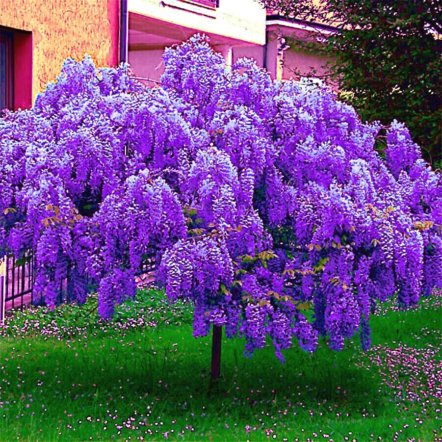 5 Chinese Blue Wisteria sinensis Tree Seeds Fast Climber 5 Chinese Blue Wisteria sinensis Tree Seeds Fast Climber