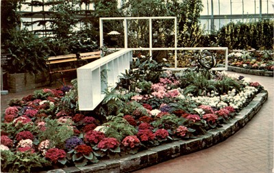 Krohn Conservatory, Cincinnati, Ohio, Annual show, February, primula, Postcard