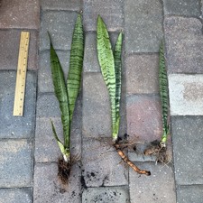 3 Sansevieria Snake Ready To Plant Rooted  Mother In Law  Dracaena Trifasciata