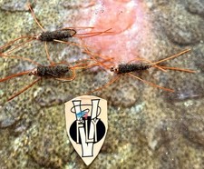 3 V Fly Size 10 Ultimate TDF Stonefly Rubber Leg Gold Bead SeaTrout Flies