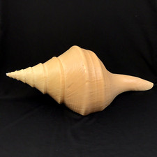 Beautiful Large Seashell, Conch Sea Shell, Australian Trumpet, Giant Syrinx ~16"