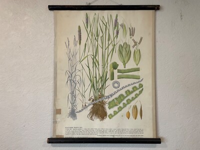 Vintage botanical wall chart of MEADOW FOXTAIL GRASS 1947 school card flowers