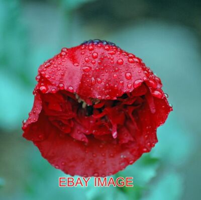 FOTO REGENTROPFEN AUF MOHN EIN VERLASSENER MOHN NACH EINER SPÄTSOMMERDUSCHE.