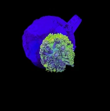 WYSIWYG Rainbow Grafted Goniopora Colony – Live LPS Coral for Reef Tank Goni