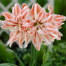T&M Amaryllis Dancing Queen Garden Flowering Trumpet Flowers Tender 1 x Bulbs