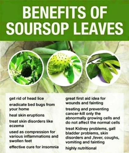 KEYXE Premium Soursop Graviola Leaf Tea | 75 Bags | 75g | 100% Natural | BB 9/26 - Picture 6 of 18