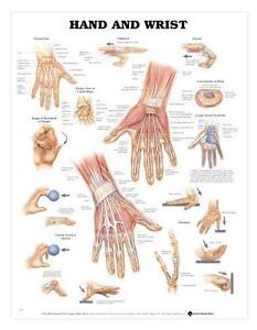 Anatomical Charts And Models