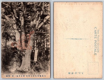 Vintage Japan Postcard Winding Pine Tree Snake Dragon Art Japanese Landmark