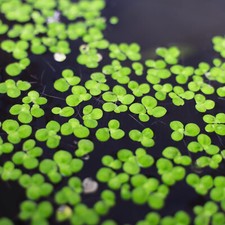 LEMNA MINOR Pianta Galleggiante per Acquario - Lenticchia d'Acqua 15x15 CM