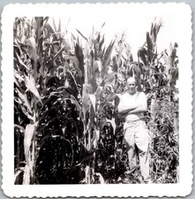 Vtg Snapshot Man Standing in Tall Corn Field Farm Crop Agriculture 1940s