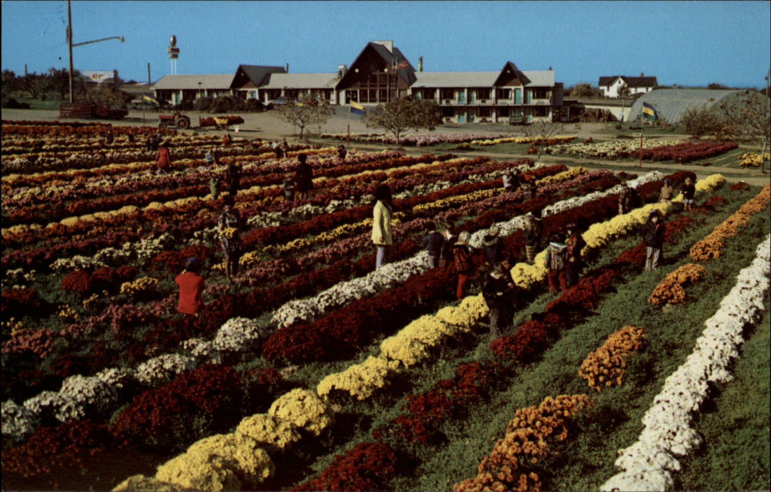 Best Western Motel Erie Pennsylvania 12 acre garden of mums 1970s