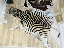 BEAUTIFUL GENUINE EQUUS BURCHELL ZEBRA SKIN RUG HIDE - US SHIPPER