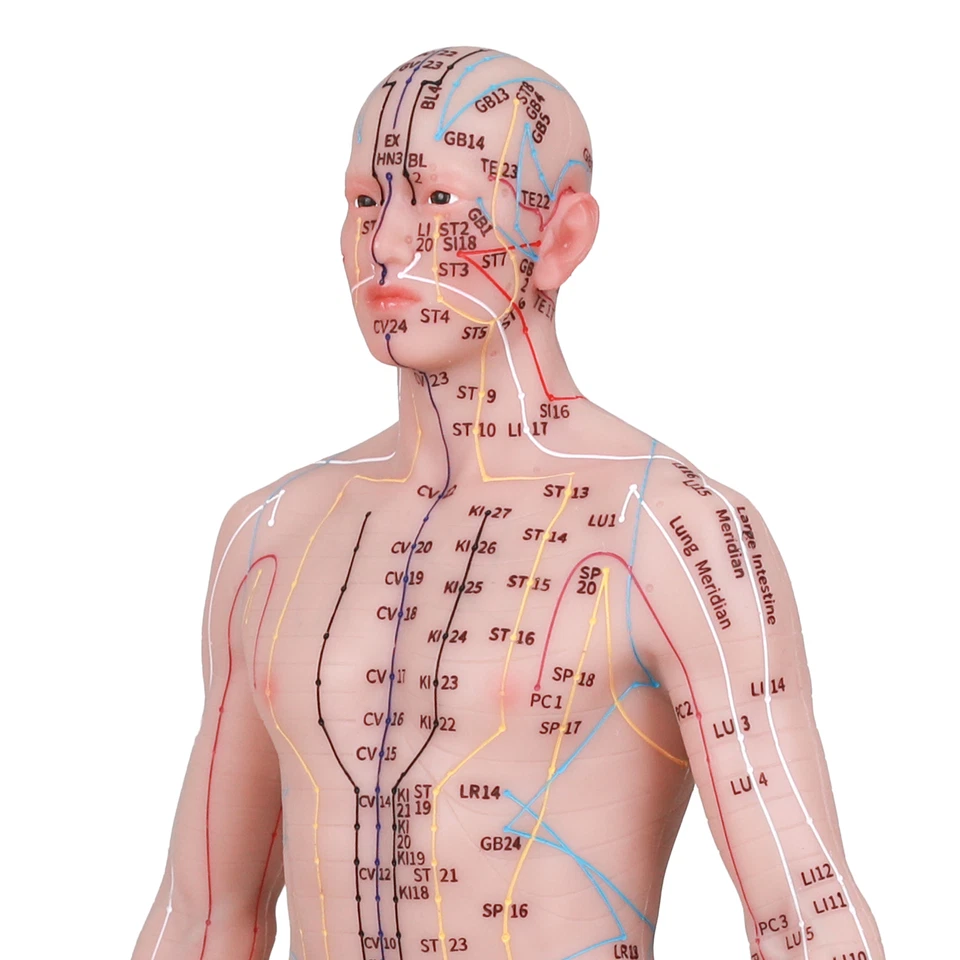 Modelo de acupuntura humano punto de acupuntura muñeca silicona punto de acupuntura pantalla 48/55 cm Foto 4 de 4