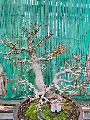 Bonsai Acer Palmatum / japanischer Fcherahorn ber Stein Nr. 4522 Solitr  | eBay.de