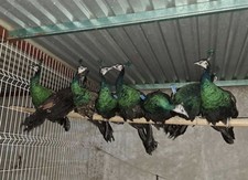 9 Surprise Mystery Hatching Eggs Various Breeds Peacock, turkey, duck Chicken