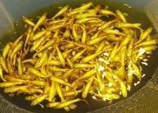 1 TRIO - Live Aquarium Guppy Fish High Quality - Full Gold Ribbon