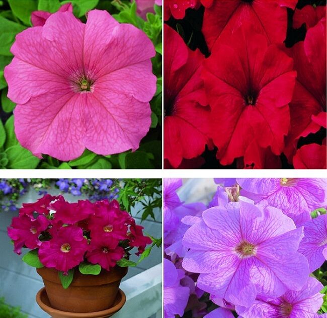 BIN#1R7D#1 Pelleted Petunia Seeds Candypops Mix 50 Seeds CANDYPO