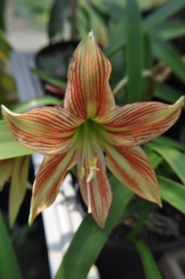 Hippeastrum Amaryilis Griffin Rare beauty Flowering size bulb Seldom offered