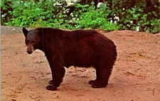 Great Smoky Mountains Ntl Park NC Black Bear Postcard Unused (25134)